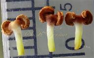  Staminodes